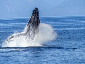 humpback-whale-431904_1280